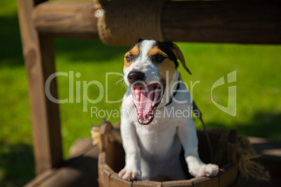 Little dog Jack Russell Terrier yawns