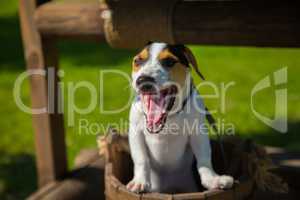 Little dog Jack Russell Terrier yawns