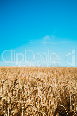 Wheat field and blue sky