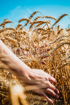 girl runs a hand through the ears of wheat