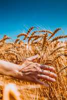 girl runs a hand through the ears of wheat