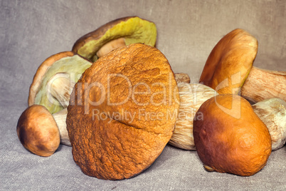 Some large edible mushrooms.