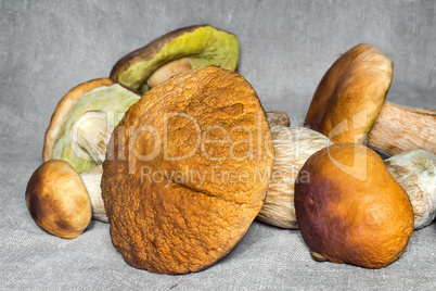 Some large edible mushrooms.