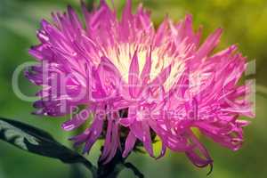 A beautiful flower with lilac petals.