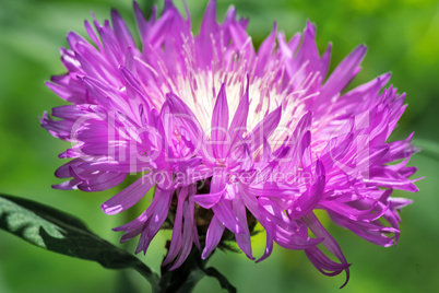 A beautiful flower with lilac petals.