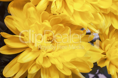 Beautiful flower yellow chrysanthemums.