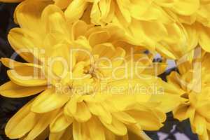 Beautiful flower yellow chrysanthemums.
