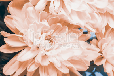 Beautiful pink chrysanthemum flower.