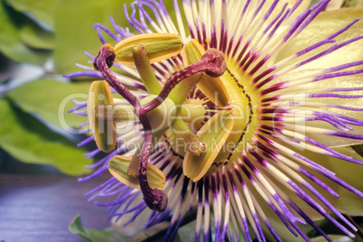 The core of the Passiflora flower ( close up)