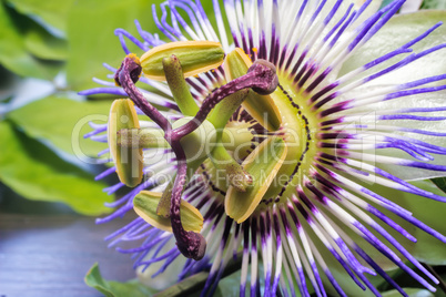 The core of the Passiflora flower ( close up)