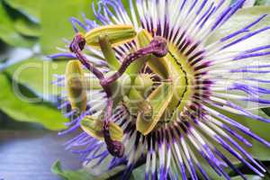 The core of the Passiflora flower ( close up)