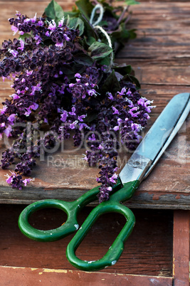 cut lavender