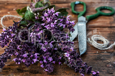 cut lavender