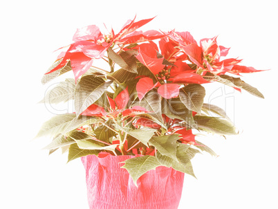 Retro looking Poinsettia