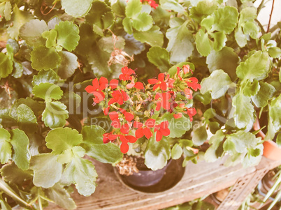Retro looking Red kalanchoe flower