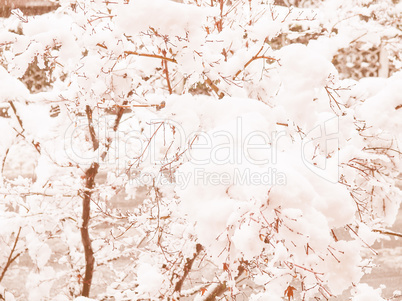 Retro looking Maple tree in snow