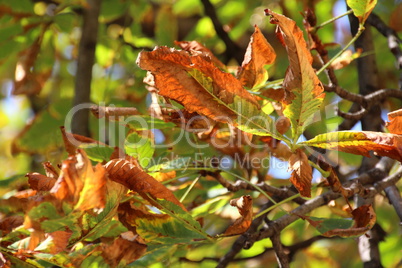 Herbstlaub