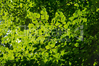 Green leaves in sunlight