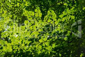 Green leaves in sunlight
