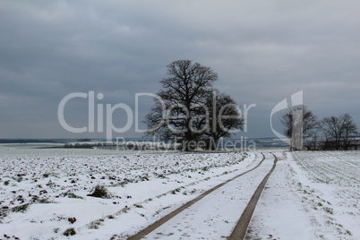 Winter landscape