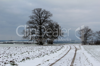 Winter landscape