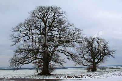 Winter landscape