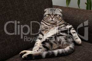 British Shorthair kitten