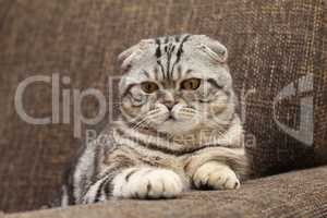 British Shorthair kitten