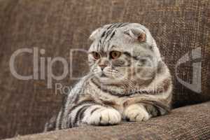 British Shorthair kitten