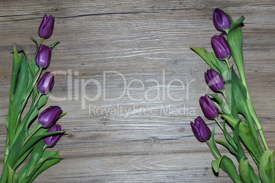 Purple tulips