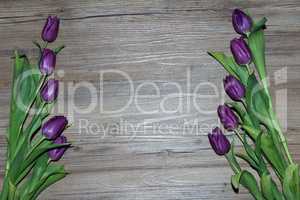 Purple tulips