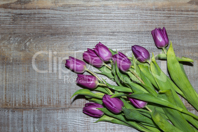 Purple tulips