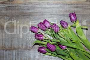 Purple tulips