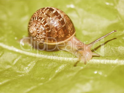Retro looking Snail slug