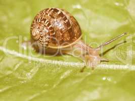 Retro looking Snail slug