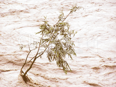 Retro looking Lonely tree resisting flood
