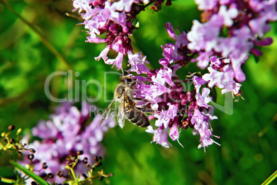 Bee on the flowers of oregano