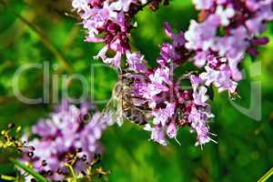 Bee on the flowers of oregano