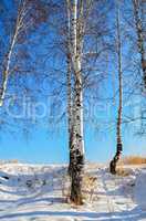 Birches in winter with blue sky