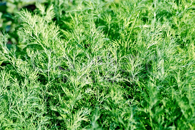 Dill green in the garden