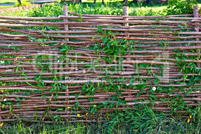 Fence wicker willow with bindweed