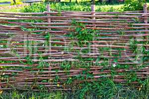 Fence wicker willow with bindweed