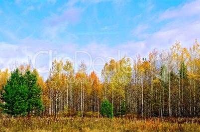 Forest autumn and blue sky