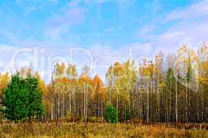 Forest autumn and blue sky