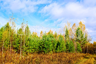 Forest autumn with pine and blue sky