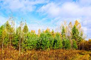 Forest autumn with pine and blue sky