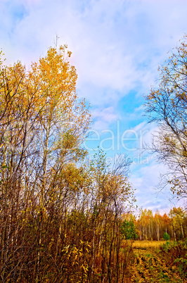 Forest autumn with road and blue sky