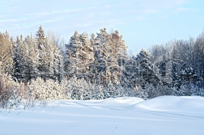 Forest winter with a narrow road