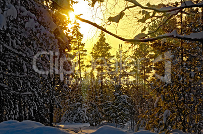 Forest winter in rays of setting sun