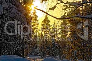 Forest winter in rays of setting sun